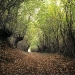 ballade_foret