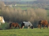 Balades à cheval
