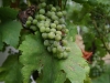 Elixir de nature