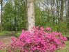 Le printemps