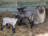 Les animaux de la ferme