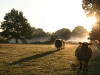 Nos moutons