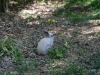 Notre lapin apprivoisé